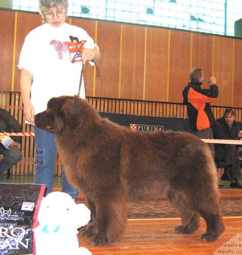 Фото: ньюфаундленд Веснушка из Царства Медведей