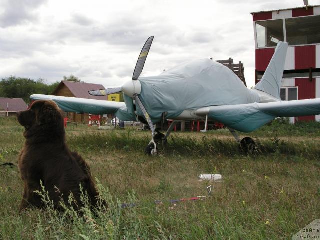 Фото: ньюфаундленд Лесная Сказка Королевский Медведь (Lesnaja Skazka Korolevskiy Medved)