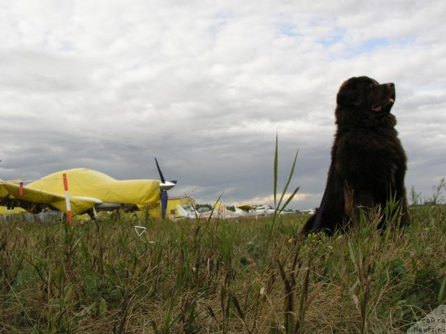 Фото: ньюфаундленд Лесная Сказка Королевский Медведь (Lesnaja Skazka Korolevskiy Medved)