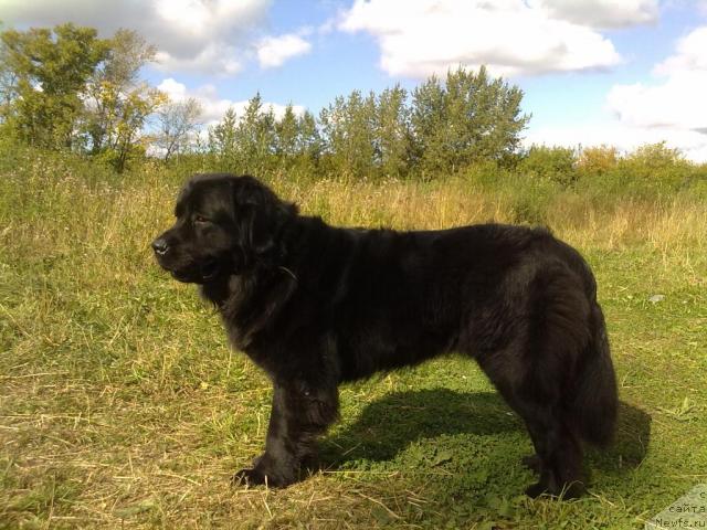 Фото: ньюфаундленд Великий Медведь Загадка