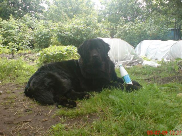 Фото: ньюфаундленд Великий Медведь Загадка