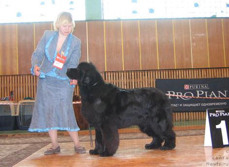 Фото: ньюфаундленд Велл Спирит Лилит (Vell Spirit Lillit)