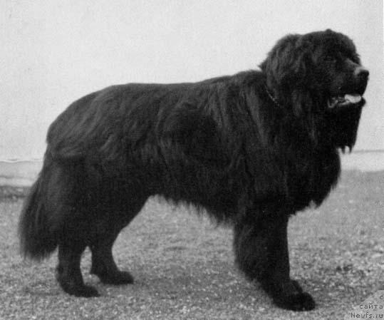 Фото: ньюфаундленд Bob von der Warte