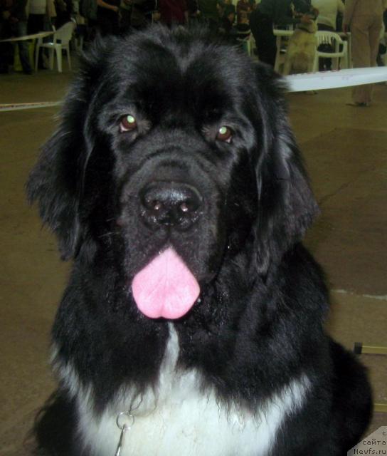 Фотография № 34505