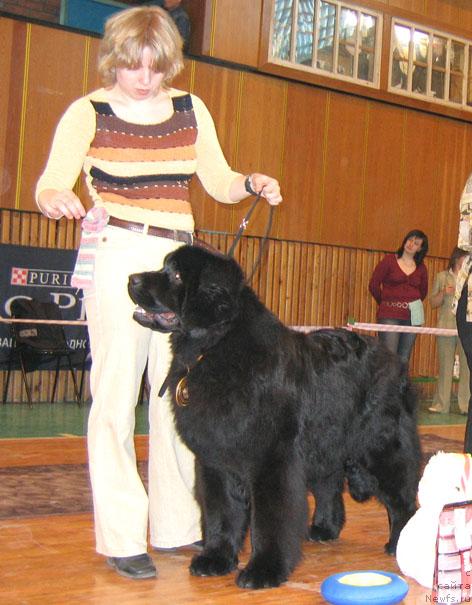 Фото: ньюфаундленд Акватория Келвин Голубая Лагуна