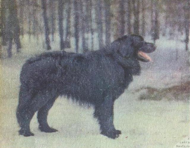 Фото: ньюфаундленд Берри Чан