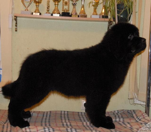 Фотография № 34541