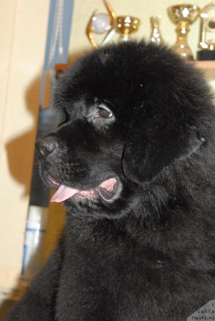 Фотография № 34546