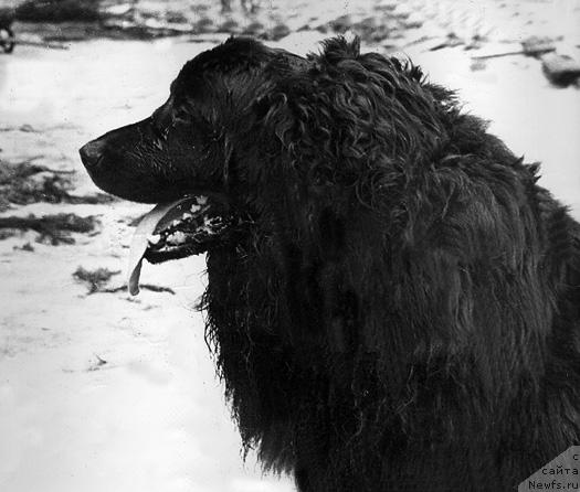 Фото: ньюфаундленд Морси Кузя