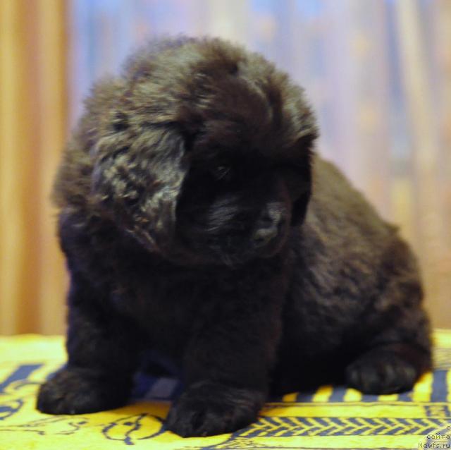 Фото: ньюфаундленд Потап Ястреб