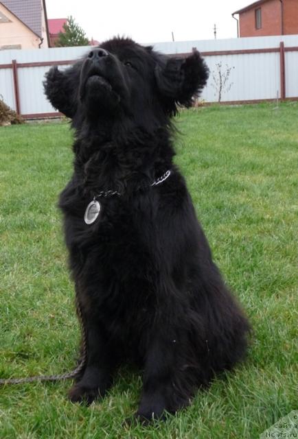 Фото: ньюфаундленд Рафаэлла Бриллианс Черная Жемчужина