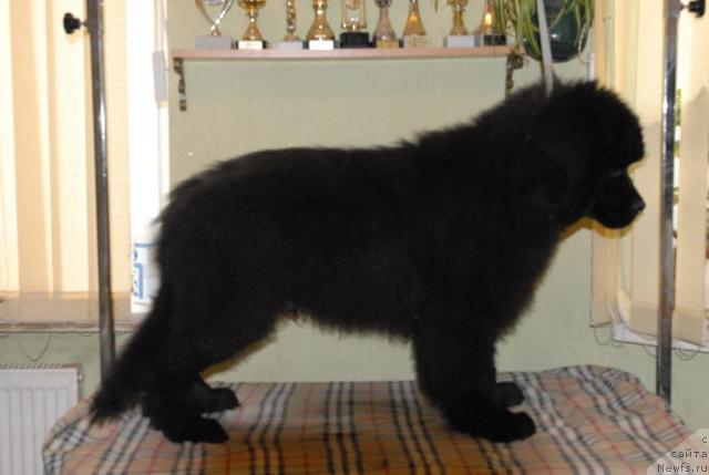 Фотография № 34619