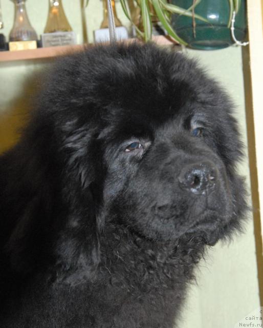 Фотография № 34620