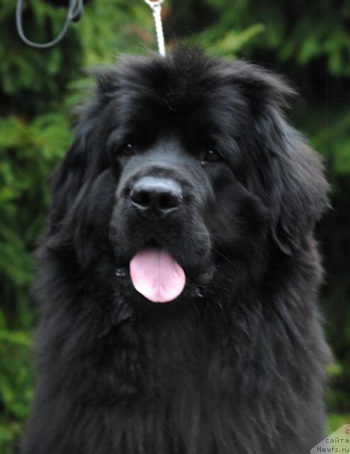 Фото: ньюфаундленд Рашель (Rashel)