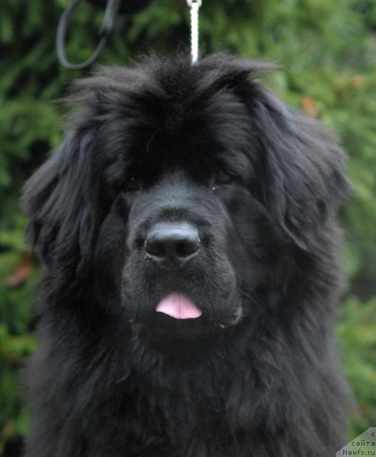 Фото: ньюфаундленд Рашель (Rashel)