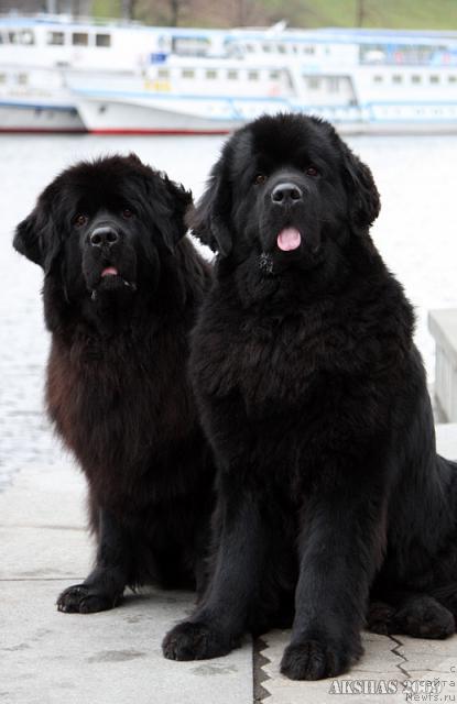 Фото: ньюфаундленд Чанси из Золотого Треугольника, ньюфаундленд Амулет Любви и Счастья (Amulet Lyubvi i Schastya)