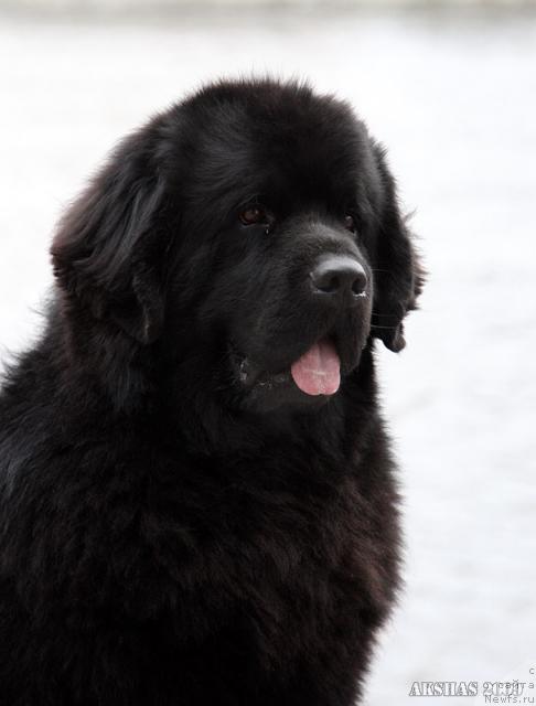 Фото: ньюфаундленд Амулет Любви и Счастья (Amulet Lyubvi i Schastya)