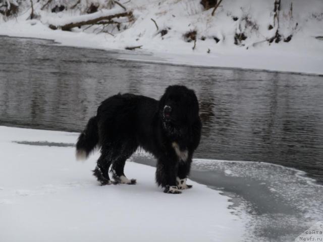 Фото: ньюфаундленд Блестящая Брина