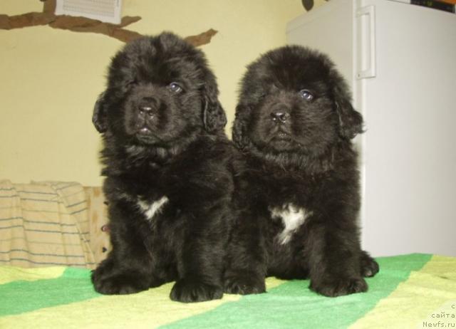 Фото: ньюфаундленд Виндзорская Проказница Лава