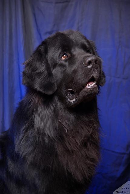 Фото: ньюфаундленд Арманьяк Души Моей