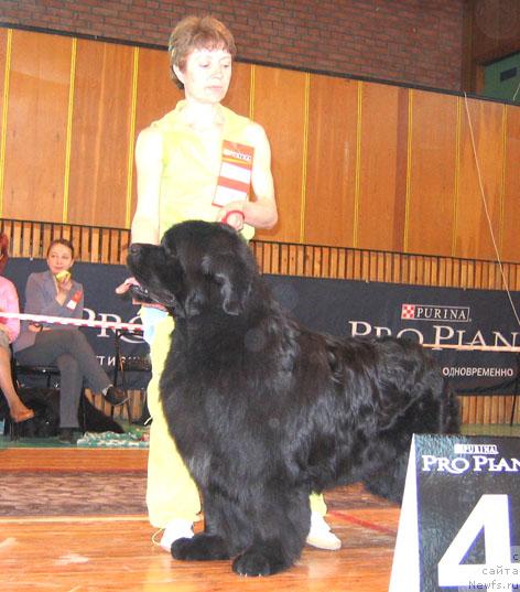 Фото: ньюфаундленд Царский Роман из Медвежьего Яра (Tsarskiy Roman iz Medvejyego Yara)