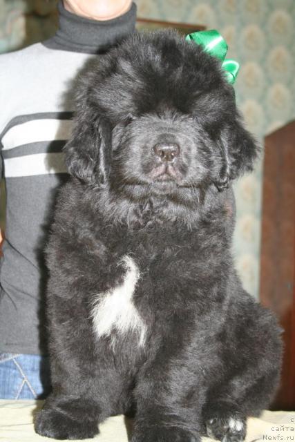 Фото: ньюфаундленд Бегущая по Волнам Родео Дриве