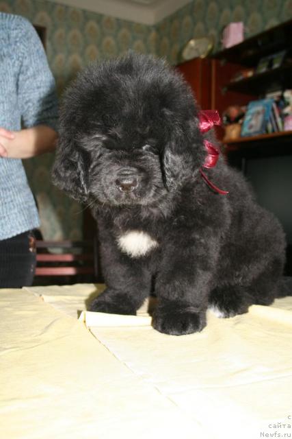 Фото: ньюфаундленд Бегущая по волнам Руссиан Хит