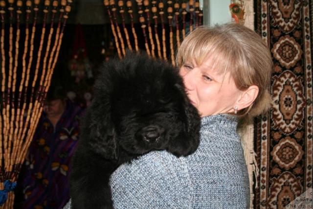 Фото: ньюфаундленд Бегущая по волнам Руссиан Хит