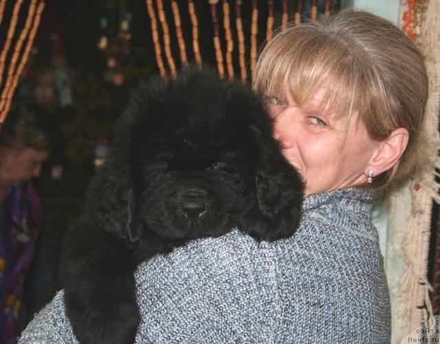 Фото: ньюфаундленд Бегущая по волнам Руссиан Хит