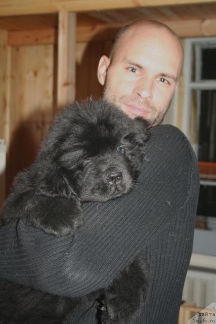 Фото: ньюфаундленд Бегущая по волнам Руссиан Хит