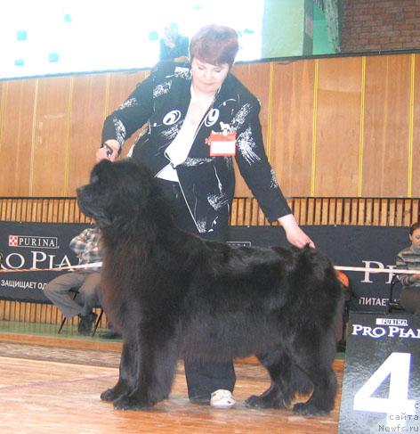 Фото: ньюфаундленд Чаровница из Медвежьего Яра (Charovnitsa   iz Medvejyego Yara)