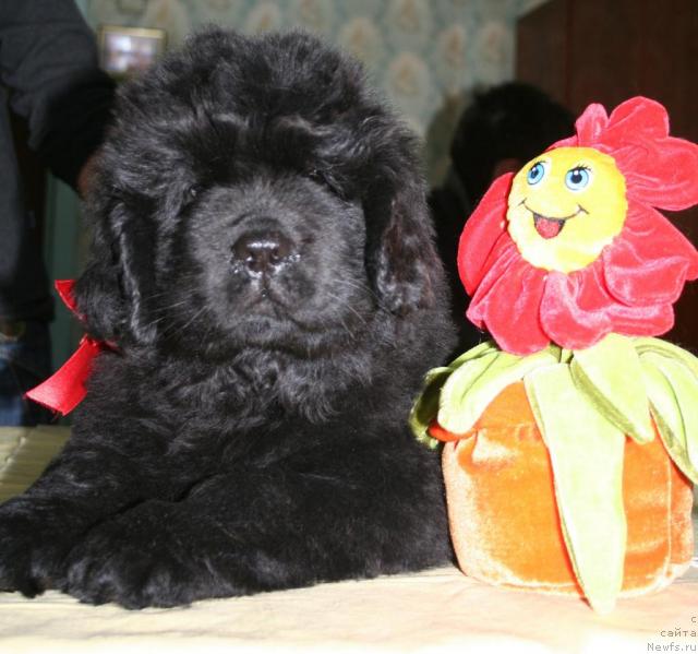 Фото: ньюфаундленд Бегущая по Волнам Револутион а ла Рус