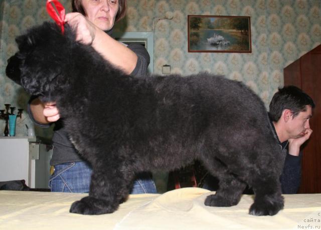 Фото: ньюфаундленд Бегущая по Волнам Револутион а ла Рус