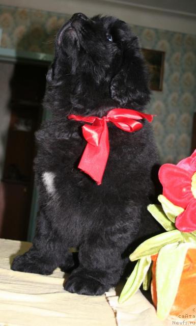 Фото: ньюфаундленд Бегущая по Волнам Револутион а ла Рус