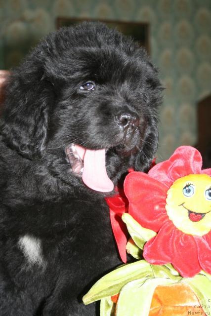 Фото: ньюфаундленд Бегущая по Волнам Револутион а ла Рус