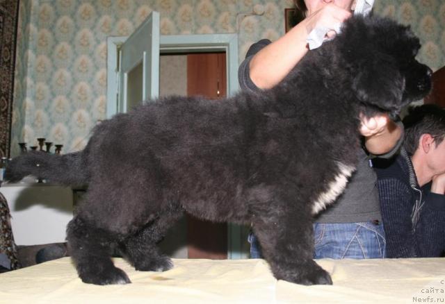 Фото: ньюфаундленд Бегущая по Волнам Регатта Катти Сарк