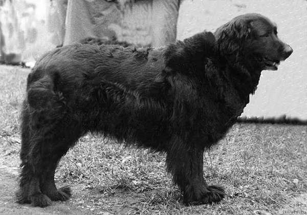 Фото: ньюфаундленд Грейс Марелле