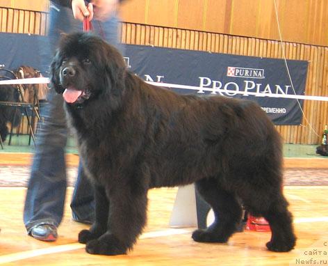 Фото: ньюфаундленд Чаровница Сибири от Марлеон Дусвик