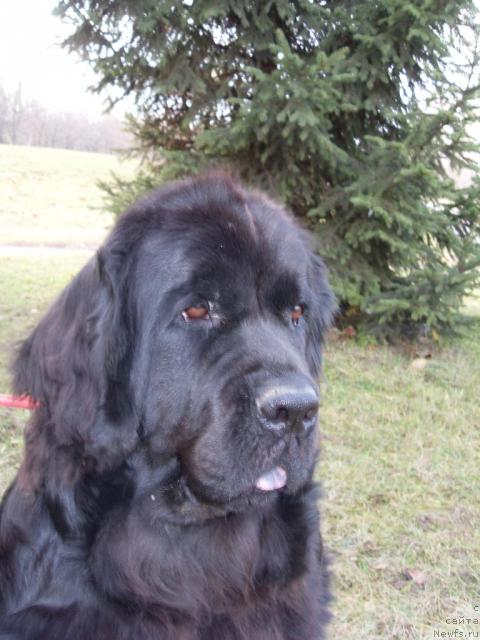 Фото: ньюфаундленд Чара Блэк Квэст Морской Медведь