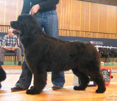 Фото: ньюфаундленд Чаровница Сибири от Марлеон Дусвик