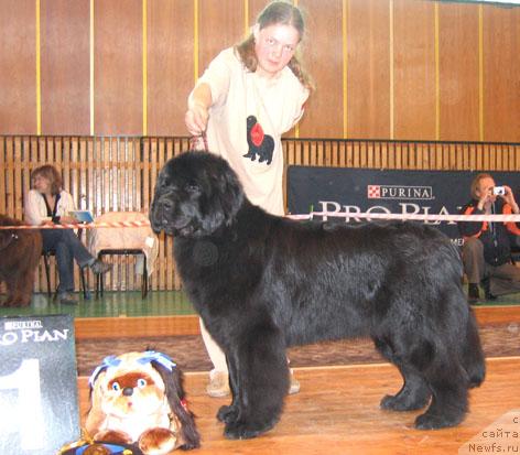 Фото: ньюфаундленд Шемаханская Царица (Shemahanskaya Tsaritsa)