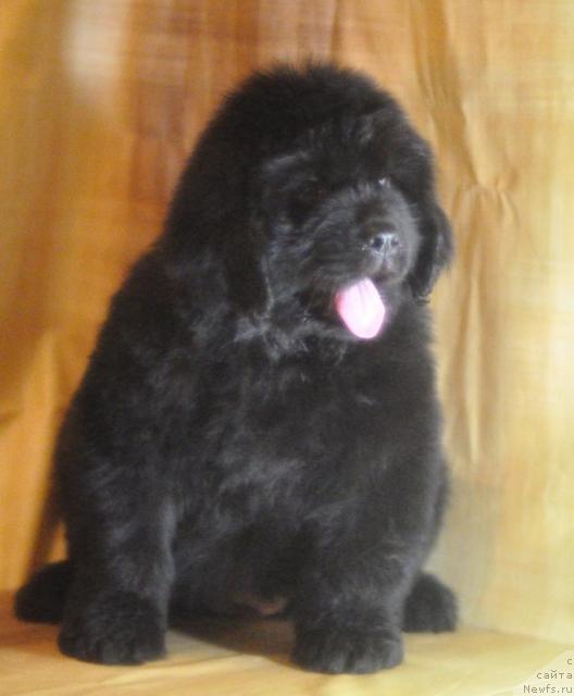 Фото: ньюфаундленд Мэджикал Оушен Дарк Квин