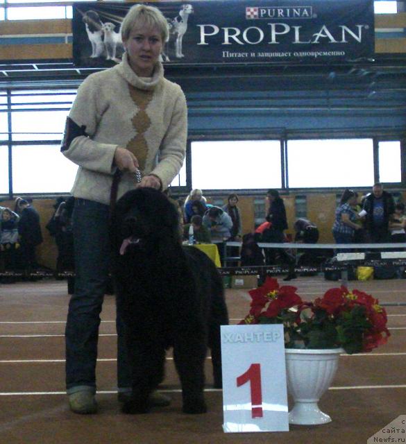 Фото: ньюфаундленд Их Высочество Баттерфляй Блэк Омелия