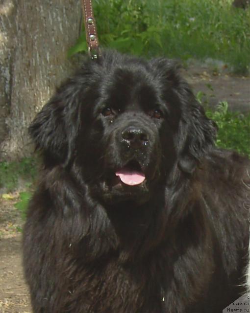 Фото: ньюфаундленд Яркая Мега Звезда от Марлеон Дусвик, Владимир Подкопаев