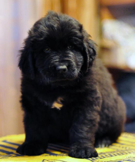 Фото: ньюфаундленд Потап Ягодка