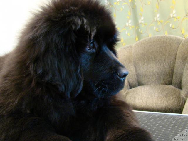 Фотография № 34780