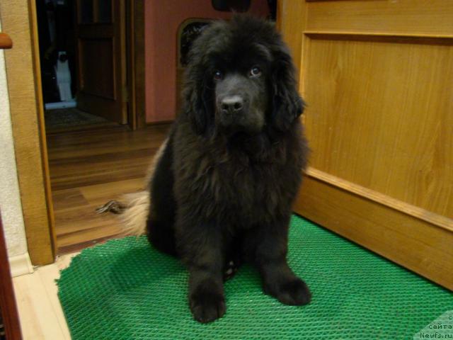 Фотография № 34781