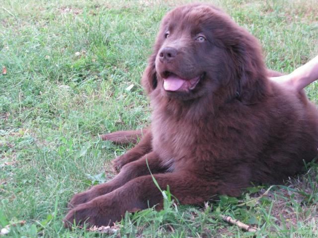 Фото: ньюфаундленд Магнат из Аркаима