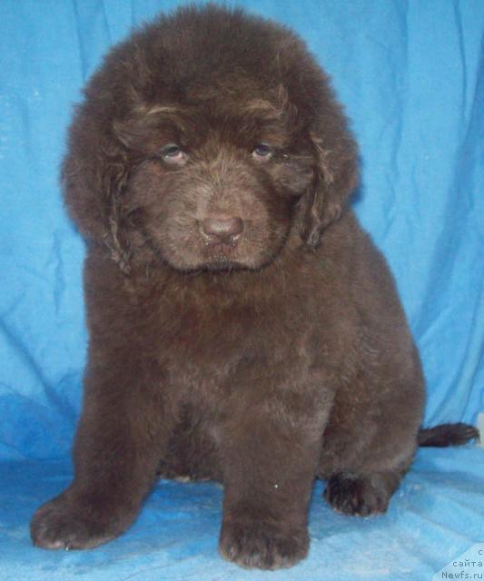 Фото: ньюфаундленд Обворожительная Дама