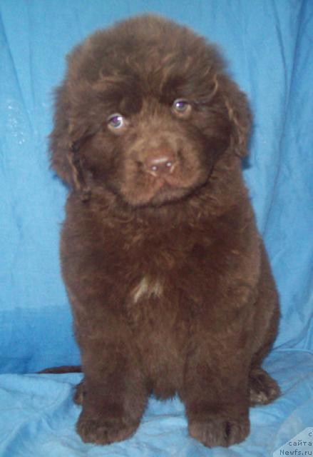 Фото: ньюфаундленд Отрада Любви